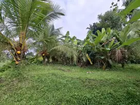 Dijual tanah kebun view sawah terasering di selemadeg barat Tabanan