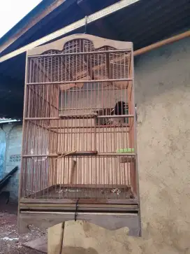 Kacer purtotal bunyi masih jarang udh kepantau wikplong