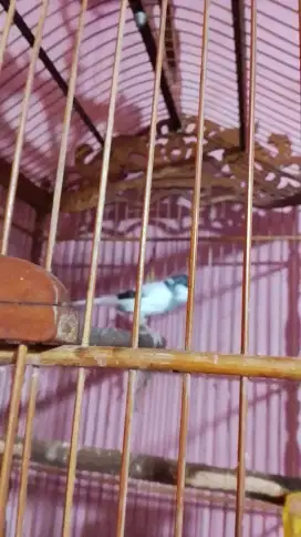 Burung kenari jantan warna oanda