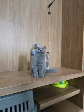 Kucing BSH (British Shorthair)