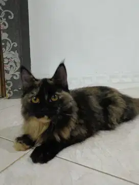 Kucing mainecoon