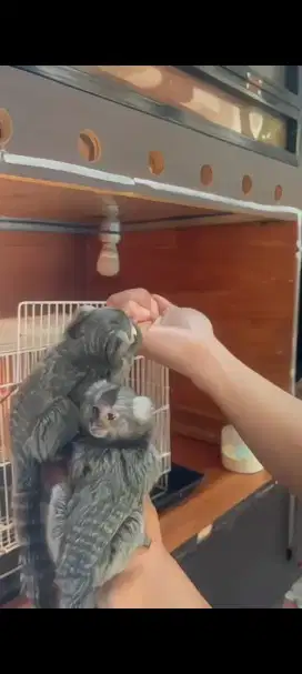 White Eared Marmoset Baby