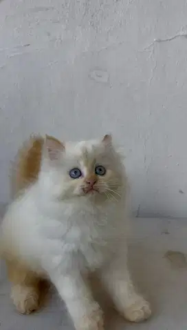 Kitten red point & full white