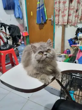 Kucing Persia Peaknose Flatnose