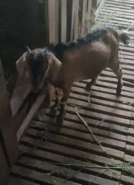 Jual Berbagai Macam Jenis Kambing, dari Bibitan sampai Bobotan