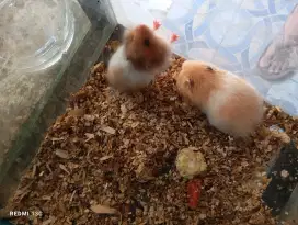Anakan hamster syrian