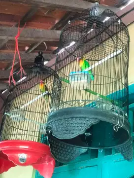 Burung lovebird