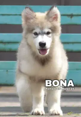 Alaskan malamute abu betina •BONA•