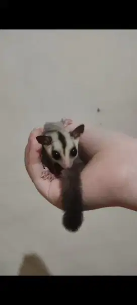 Sugar Glider Wf White Face Jantan Joey Murah dan Leu