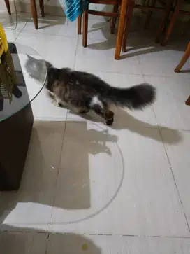 Long Hair Bigbone Jantan