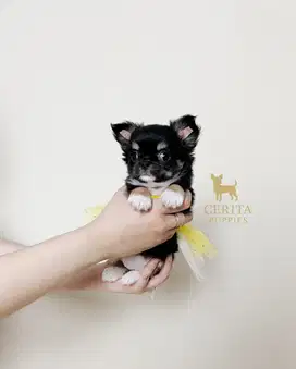 Chihuahua Longhair Female Cakep Stambum Perkin & Vaksin