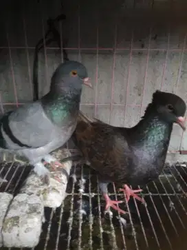 Burung dara jambros giring barter