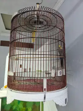 Burung Falk/ Parkit Australi