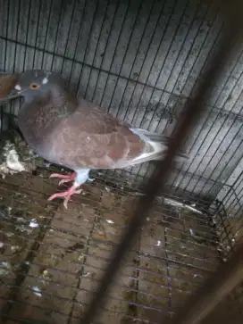 Burung dara bujangan barter