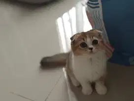 Scottish fold bicolor female
