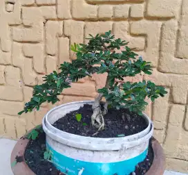 Bonsai siap pajang saeng simbur mikro