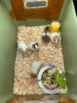 Hamster syrian kecil