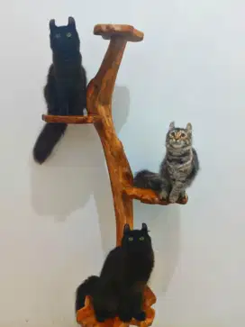 Kucing american curl / kitten acl / American curl / curl