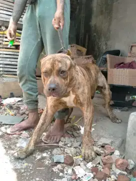 Pitbul Jantan murah