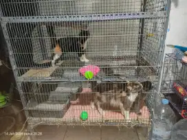 3 kucing Persia + kandang (nego)