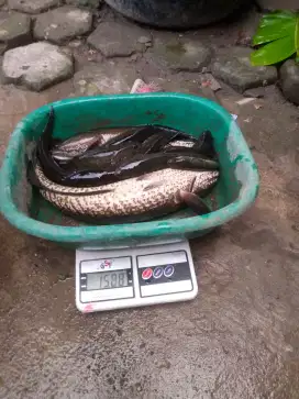 ikan gabus alami perkilo 75