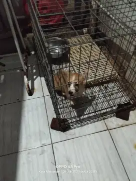 Dijual dog corgy jantan , 2 bulanan