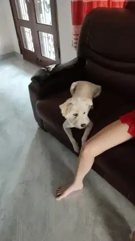 Lepas adopsi anjing betina