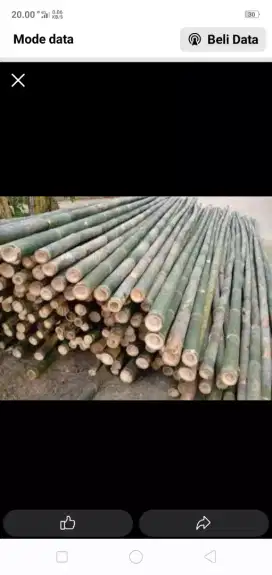 Bambu esteger/6m