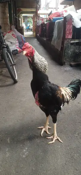 Ayam shamo 2 Jantan 1 betina