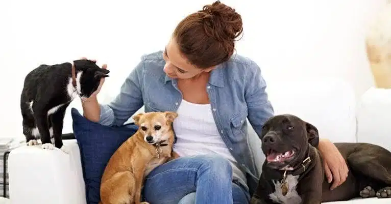 Dog Sitter / Pengurus Anjing