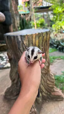 Sugar glider joey white face