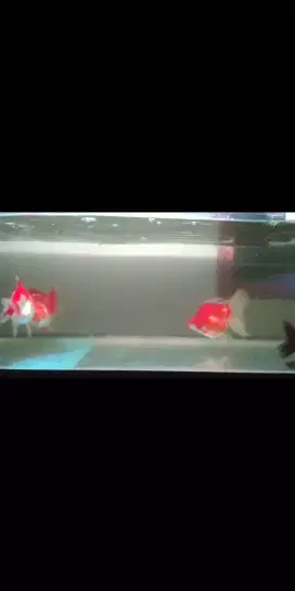 Ikan koki ryukin