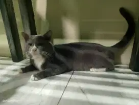 Kucing BSH BICO BLUE JANTAN(JUAL CEPAT DAN PALING MURAH)