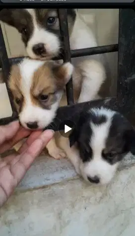 Anak anjing sehat
