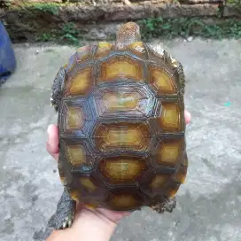 Kura kura darat hiasan taman