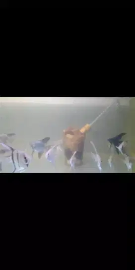 Ikan manfish RCA