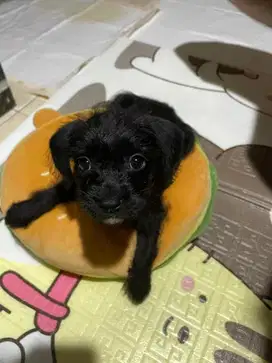 Open adopsi puppy