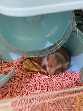 Hamster fullset kandang