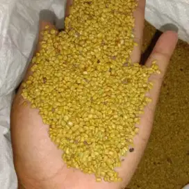Benih CM - Calopogonium Mucunoides - Min 100 kg
