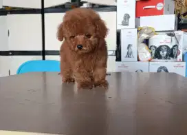 Red Tiny Poodle Jantan Stamboom