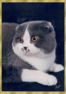Kucing sf umur 2,5