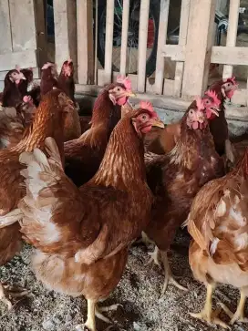Jual ayam petelur usia 23minggu siat nelur