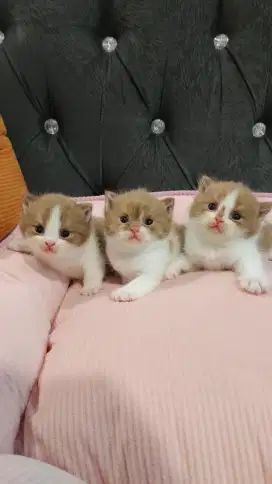 bsh bicolor cinamon