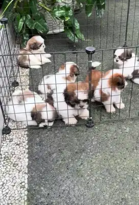 NET. Dijual anakan Pure Shitzu usia 4bulan. Lokasi Tangerang