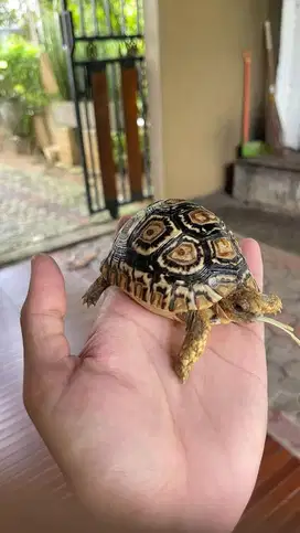 Pardalis tortois