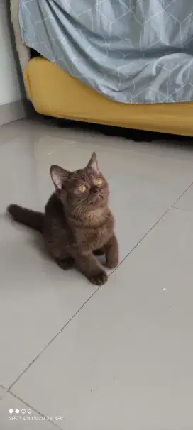 Bsh Male Cinnamon