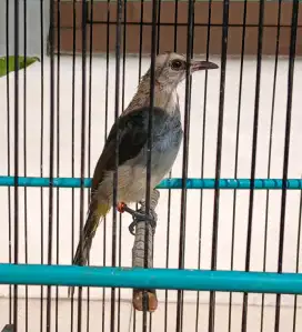 Burung trucukan jantan muda