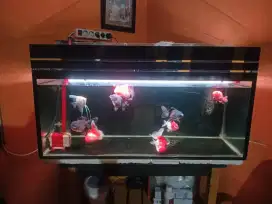 Di jual Ikan plus akuarium lengkap