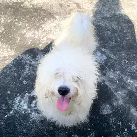 MALTIPOO — Maltese X Poodle Jantan 7 months