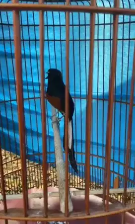 Burung murai medan gacor